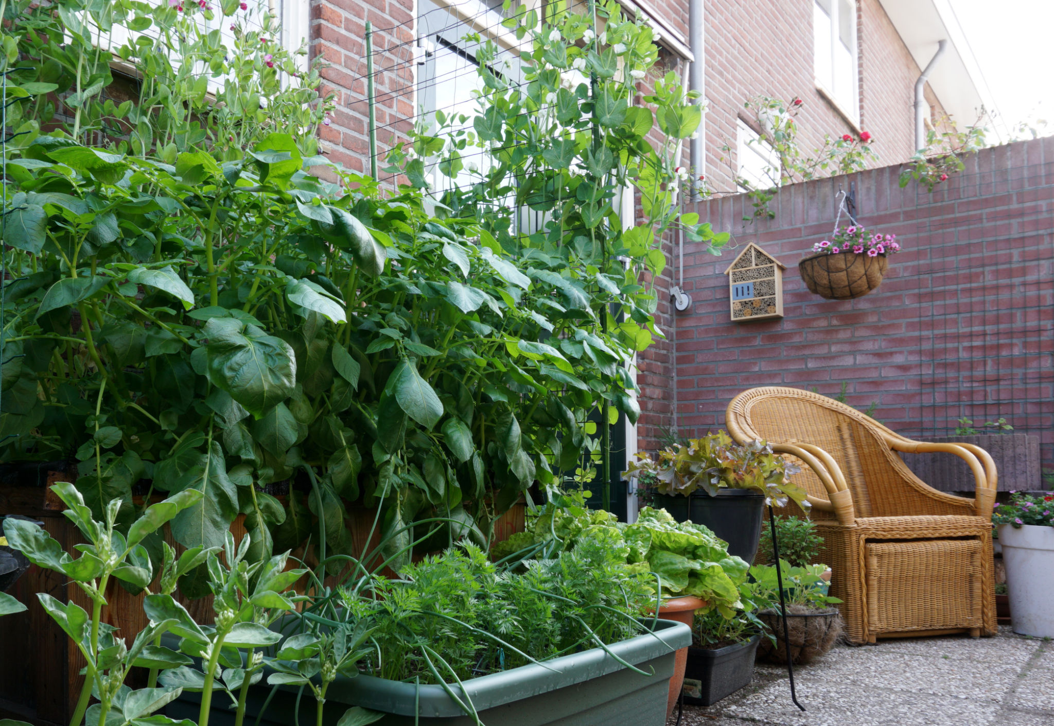 small urban garden