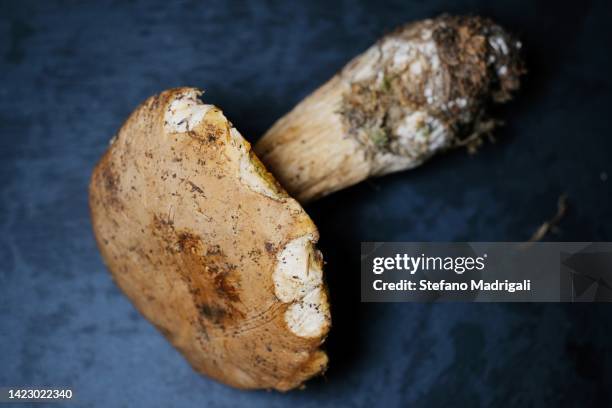 porcine mushroom on black slate - boletus reticulatus stock pictures, royalty-free photos & images