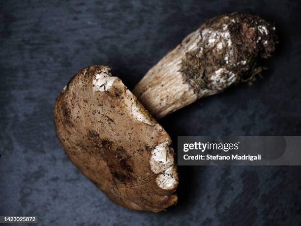 porcine mushroom on black slate - boletus reticulatus stock pictures, royalty-free photos & images