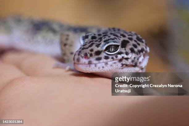 cute leopard gecko pet on owner's hand in extreme close up - gecko leopard stockfoto's en -beelden