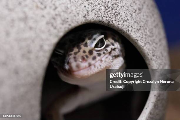 cute leopard gecko pet on shelter in wink facial gesture.  leopard gecko hide and seek - leopard gecko stockfoto's en -beelden