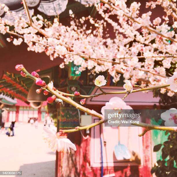 spring in korean temple - hanami bildbanksfoton och bilder