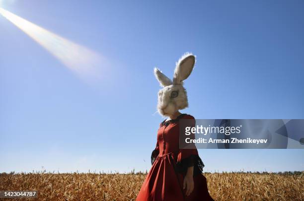 woman wearing rabbit bunny head and victorian style dress in a field - rabbit mask stock pictures, royalty-free photos & images