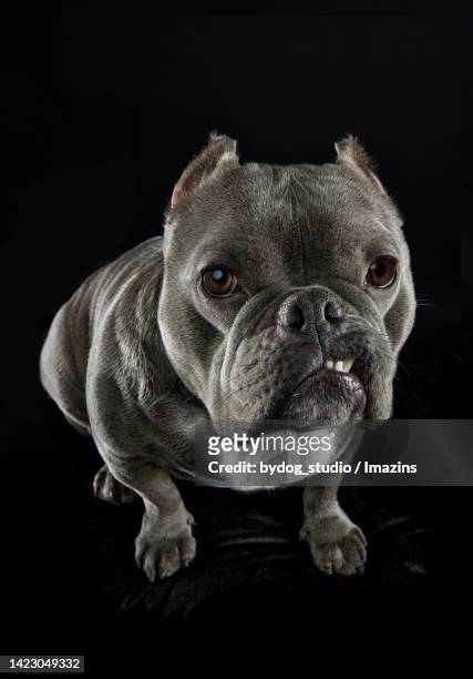 american bully - american bulldog stock pictures, royalty-free photos & images