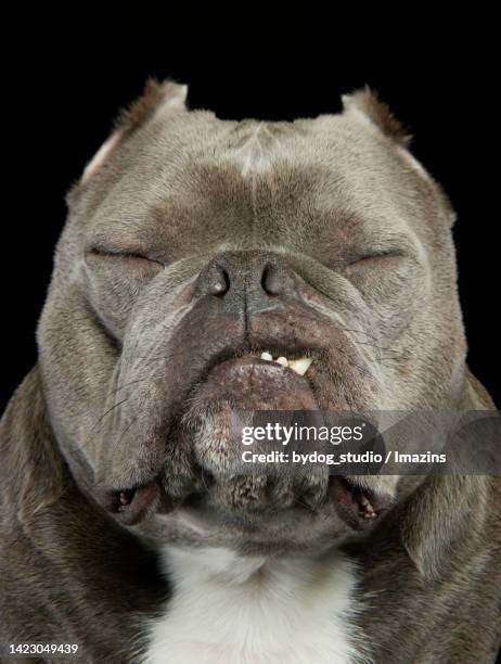 american bully - american bulldog stock pictures, royalty-free photos & images