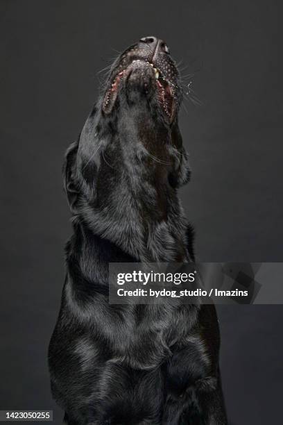Black Lab Howling Labrador Howling Photos and Premium High Res Pictures - Getty Images