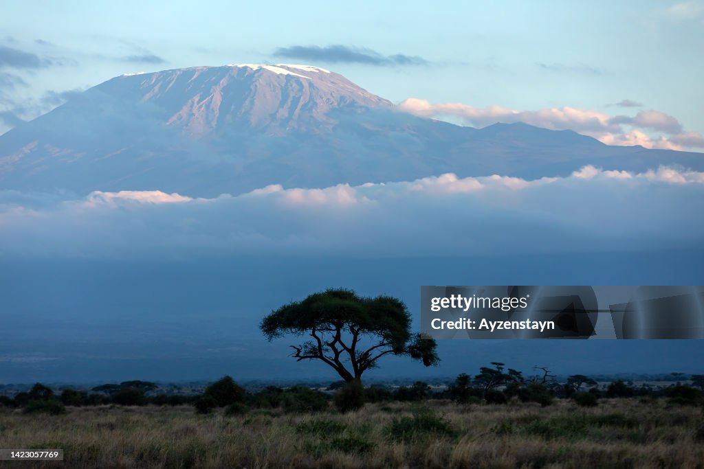 Kilimanjaro Mountain with Acacia tree at Sunset