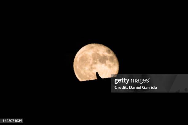 silhouette of a wolf dog watching the full moon rise, full moon and silhouette, pet photography, halloween - wolf stockfoto's en -beelden