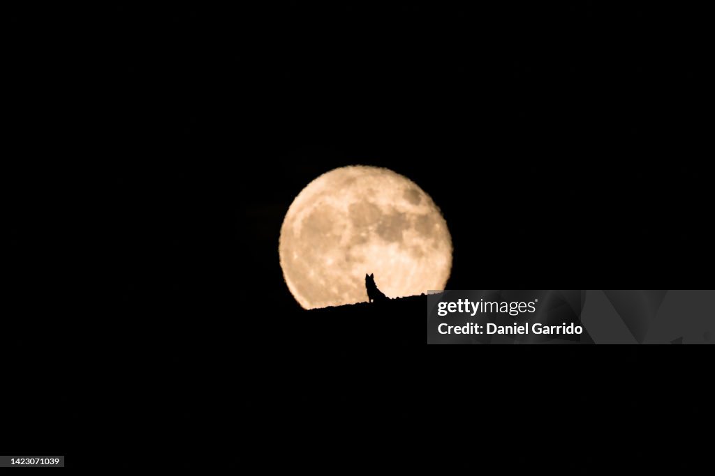 Silhouette of a wolf dog watching the full moon rise, full moon and silhouette, pet photography, Halloween