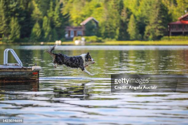 australian shepherd dog at lake in summer - angela auclair stock pictures, royalty-free photos & images