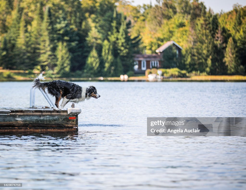 Australian Shepherd Dog at Lake in Summer