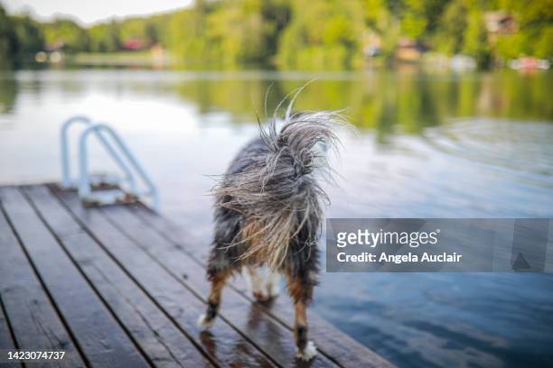 australian shepherd dog at lake in summer - angela auclair stock pictures, royalty-free photos & images
