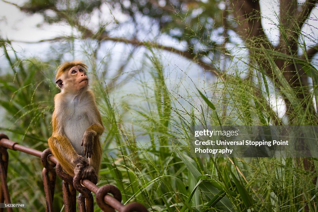 Monkey in lush weeds