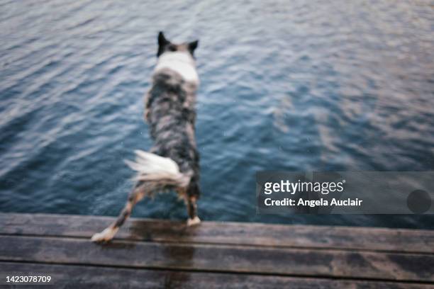australian shepherd dog at the cottage and lake - angela auclair stock pictures, royalty-free photos & images