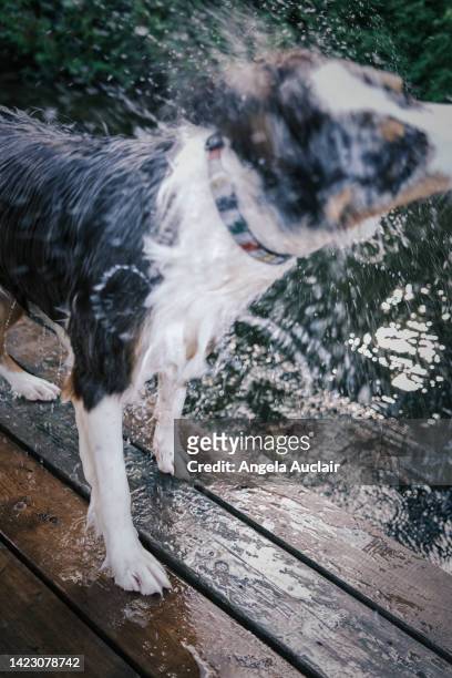 australian shepherd dog at the cottage and lake - angela auclair stock pictures, royalty-free photos & images
