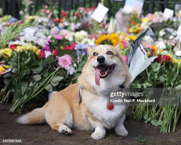 Corgi in front of the flowers at The Long Walk gates in front of Windsor Castle on September 12, 2022 in Windsor, England. Elizabeth Alexandra Mary...