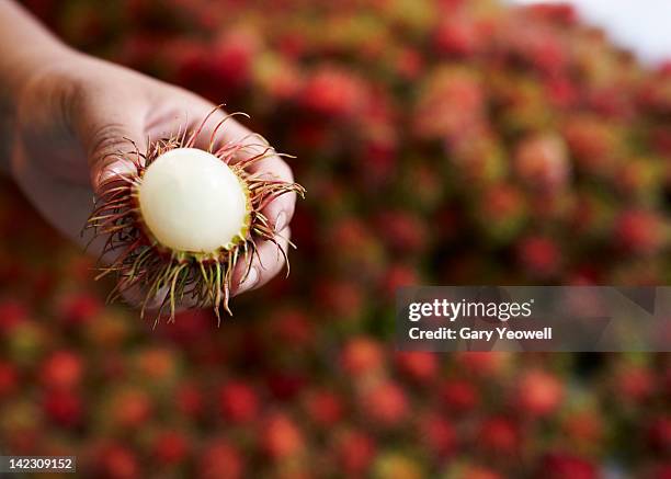 close up of a person holding rambutan fruit - rambutan stock pictures, royalty-free photos & images