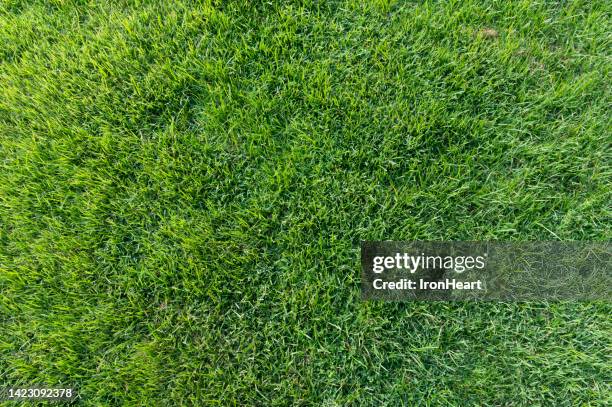 green grass background. - gras stock-fotos und bilder