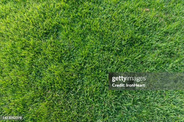 green grass background. - garden from above stockfoto's en -beelden