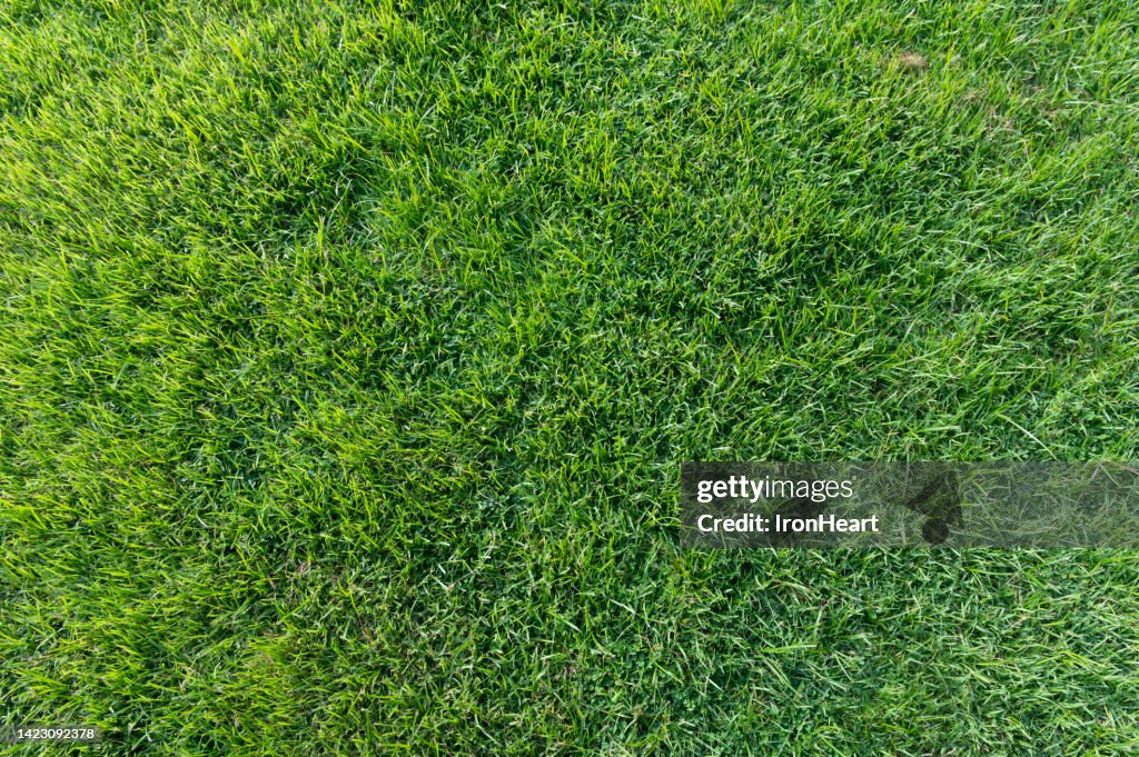 Green grass background.