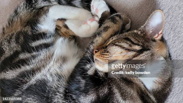 cat sleeping sweet dreams - tabby cat stock pictures, royalty-free photos & images