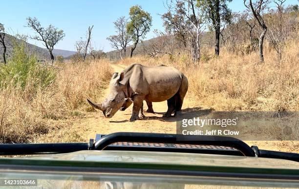 wild white rhinos on photo safari in africa - provincia de limpopo fotografías e imágenes de stock