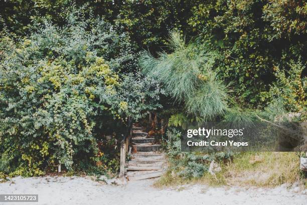 wooden stairs into green foliage in the beach - rainforest garden ストックフォトと画像