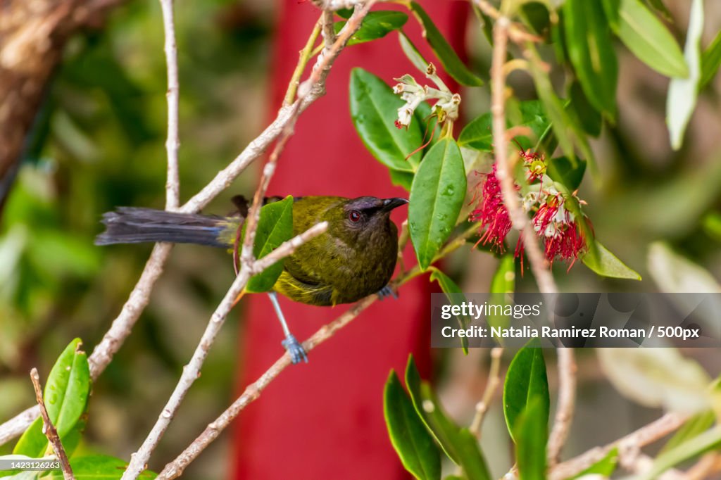 Close-up of songbird perching on tree