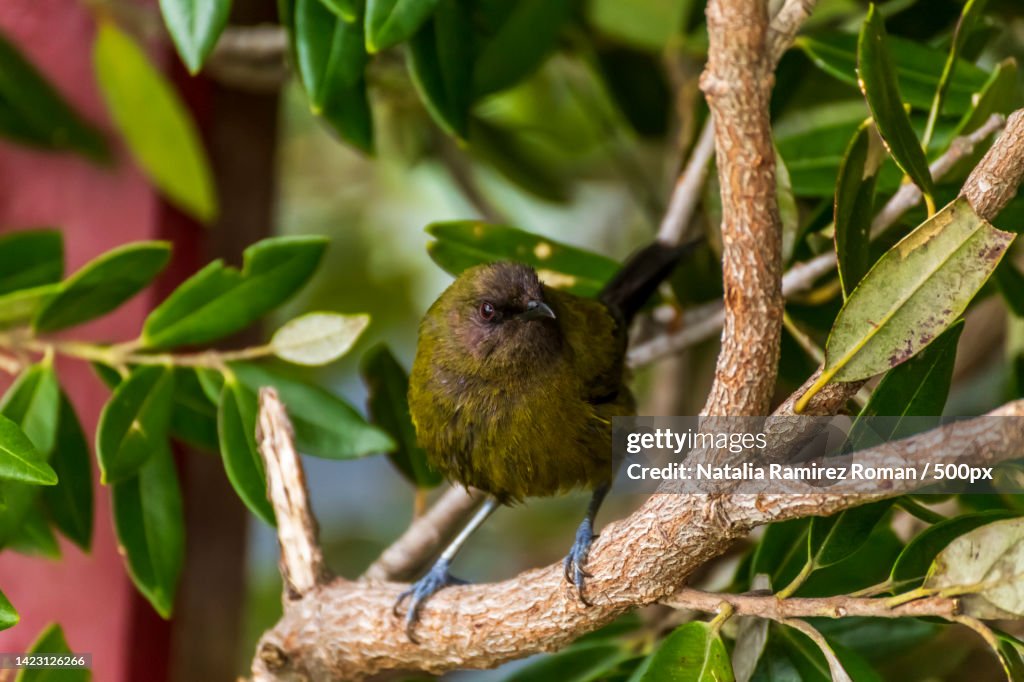 Close-up of songtropical passerine bird perching on branch