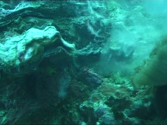 Clam Spawning Clam Shell Underwater Videos and HD Footage - Getty Images