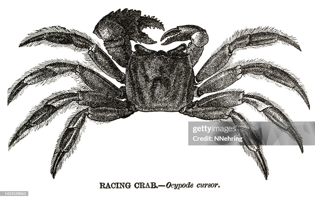 Woodcut of racing crab, Ocypode cursor