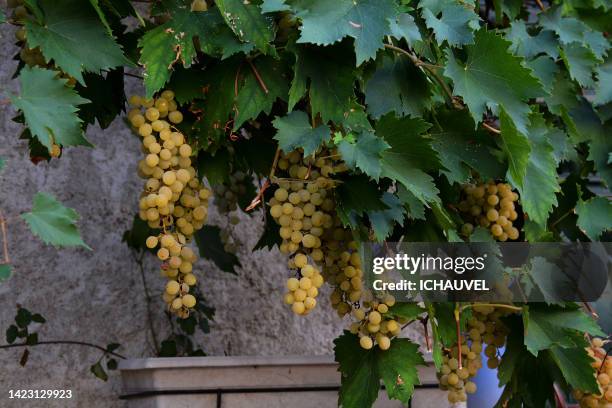 white grape south of france - south region stock pictures, royalty-free photos & images