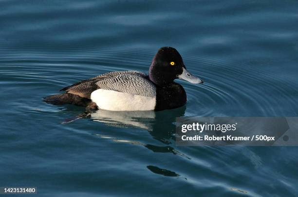 close-up of sea duck swimming in lake,belmont harbor,united states,usa - コスズガモ ストックフォトと画像