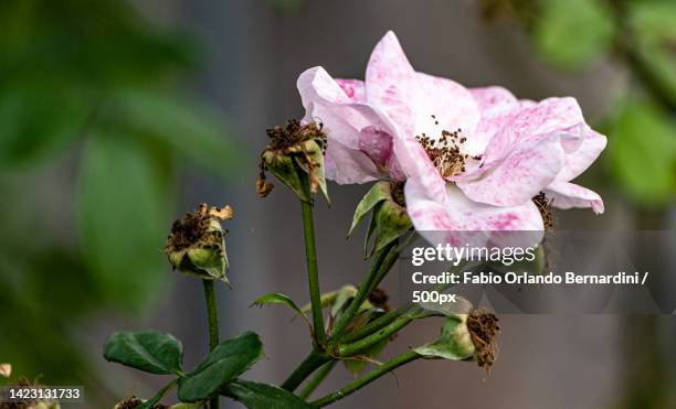 Ageing Roses 918 Rose To Roma Stock Photos, High-Res Pictures, and Images - Getty Images