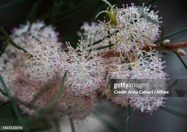 close-up of pink flowering plant,canberra,australian capital territory,australia - banksia ストックフォトと画像
