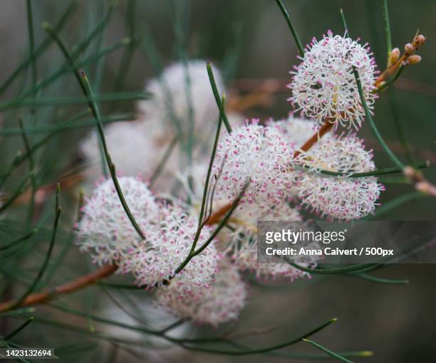 close-up of pink cherry blossoms,canberra,australian capital territory,australia - banksia stock pictures, royalty-free photos & images