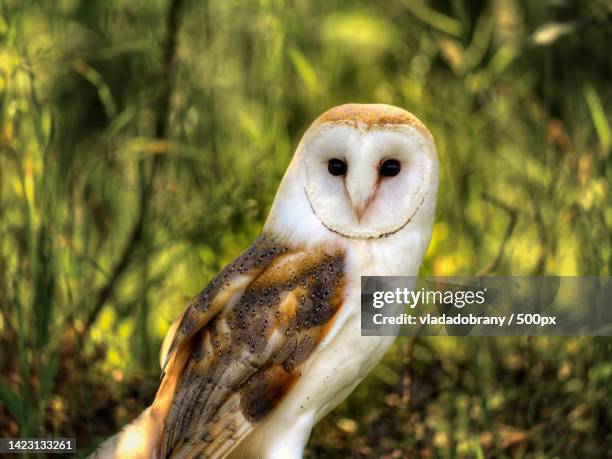 portrait of barn owl perching on branch - barn owl fotografías e imágenes de stock