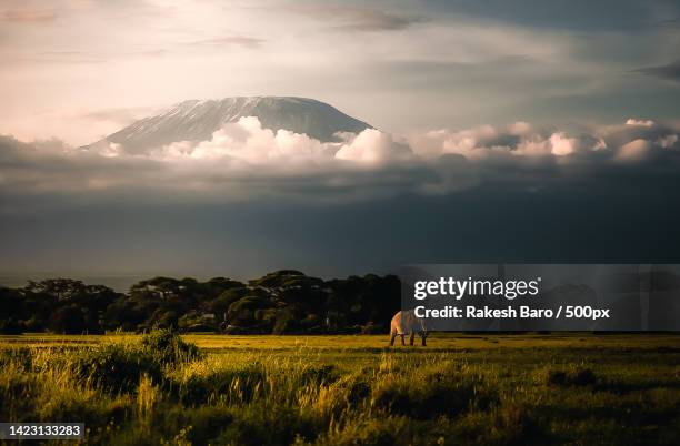 scenic view of field against sky during sunset,amboseli national park,kenya - amboseli nationalpark stock-fotos und bilder