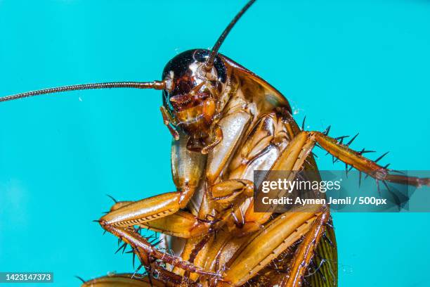 close-up of insect on leaf - cockroaches stockfoto's en -beelden