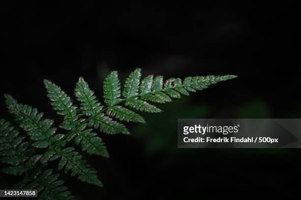 close-up of fern leaves against black background - blomma stock pictures, royalty-free photos & images