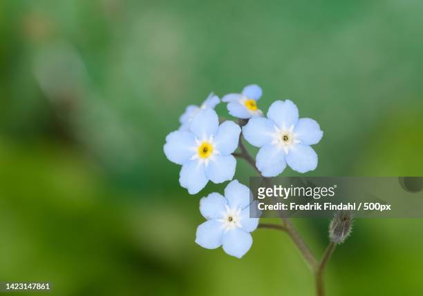 close-up of white flowering plant - blomma stock pictures, royalty-free photos & images