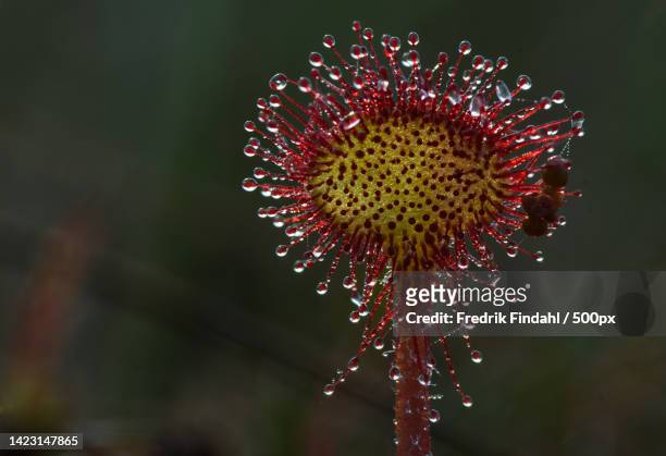close-up of red flower - blomma stock pictures, royalty-free photos & images