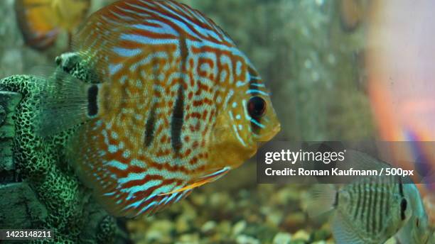 close-up of cichlid swimming in aquarium - cichlid aquarium stock pictures, royalty-free photos & images