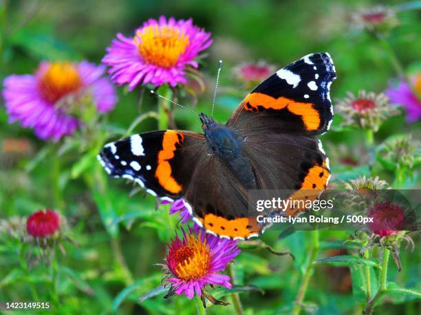 close-up of butterfly pollinating on purple flower - vanessa atalanta stock pictures, royalty-free photos & images