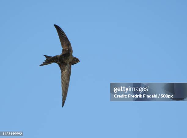 low angle view of eagle flying against clear blue sky - common swift flying stock pictures, royalty-free photos & images