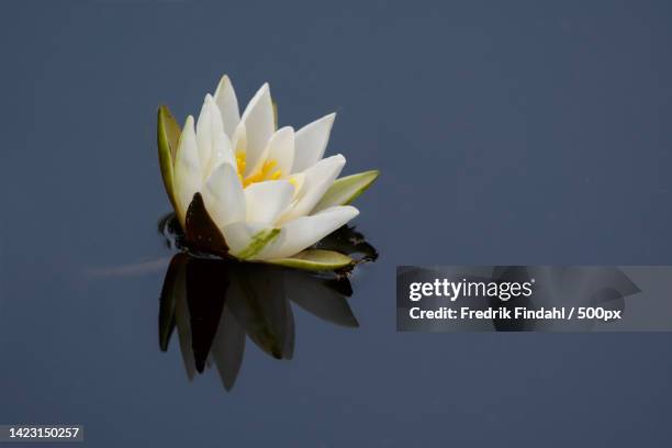 close-up of white water lily in lake - blomma stock pictures, royalty-free photos & images