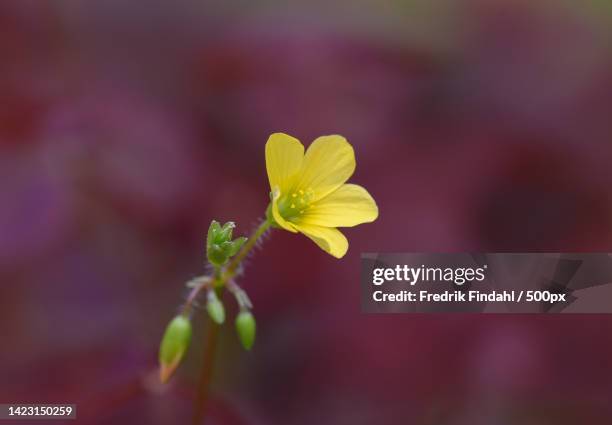 close-up of yellow flowering plant - blomma stock pictures, royalty-free photos & images