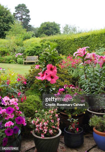 hibiscus, stargazer lilies & geraniums in english garden. - lilium stargazer - fotografias e filmes do acervo
