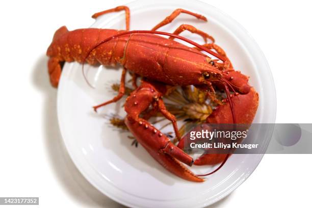 cooked lobster in white plate on white background. - lobster seafood stock pictures, royalty-free photos & images