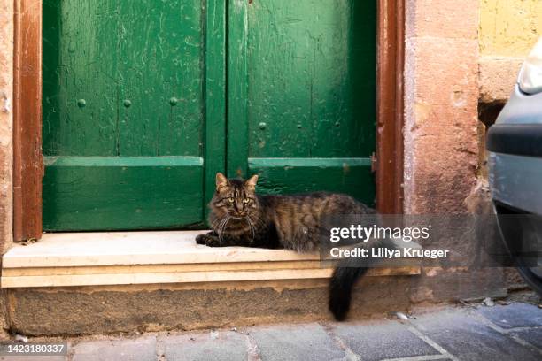 the cat lies on the threshold of the house under the green door. - cat green eyes stock pictures, royalty-free photos & images